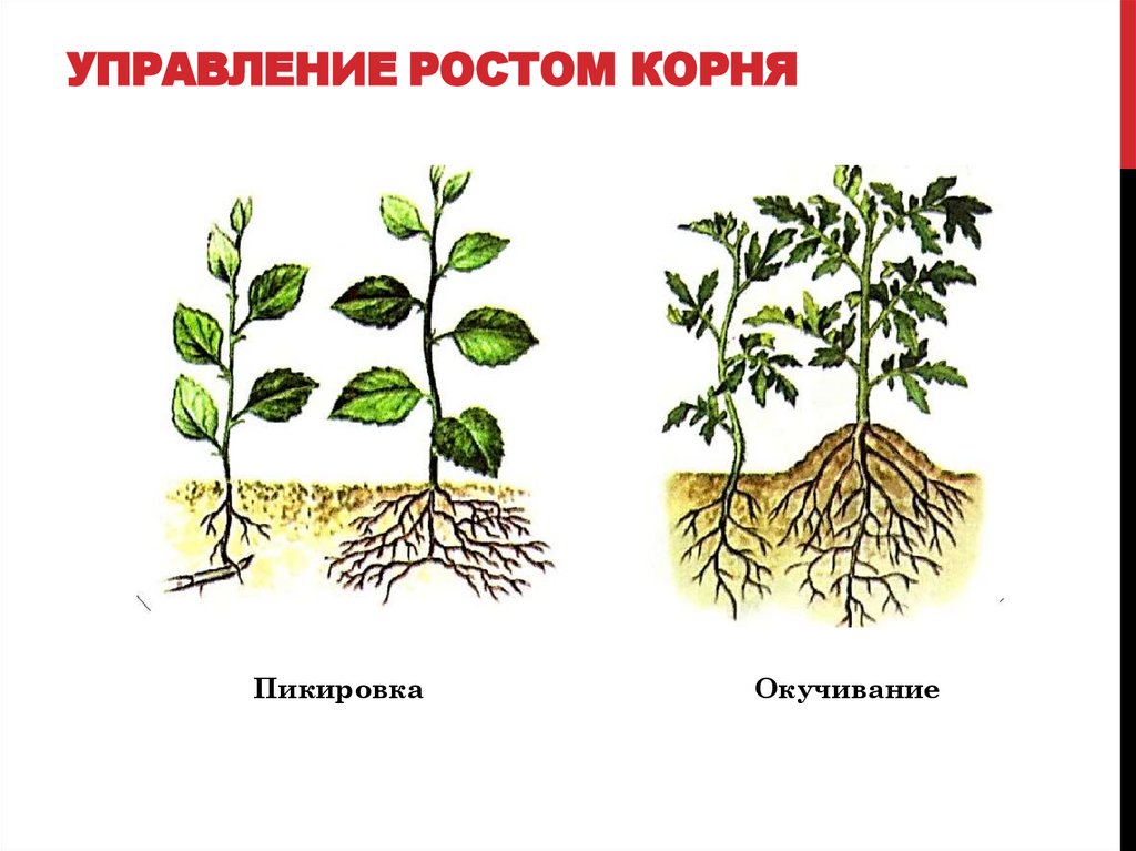 Управление ростом корня