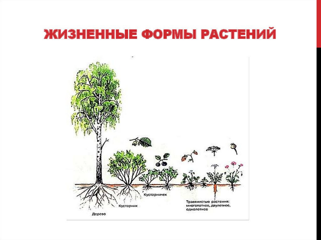 Внешние формы растений. Деревья кустарники кустарнички полукустарники травы. Признаки жизненных форм растений. Зарисовать жизненные формы растений. Жизненные формы растений схема.