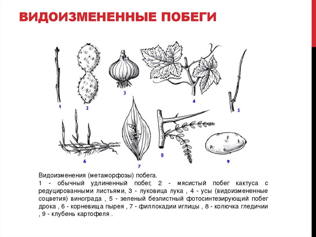 Отметь рисунок на котором изображен видоизмененный побег