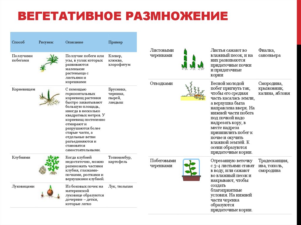 Способ растений. Способы вегетативного размножения растений таблица с примерами. Характеристика способов вегетативного размножения растений таблица. Вегетативное размножение комнатных растений таблица. Способы вегетативного размножения растений.