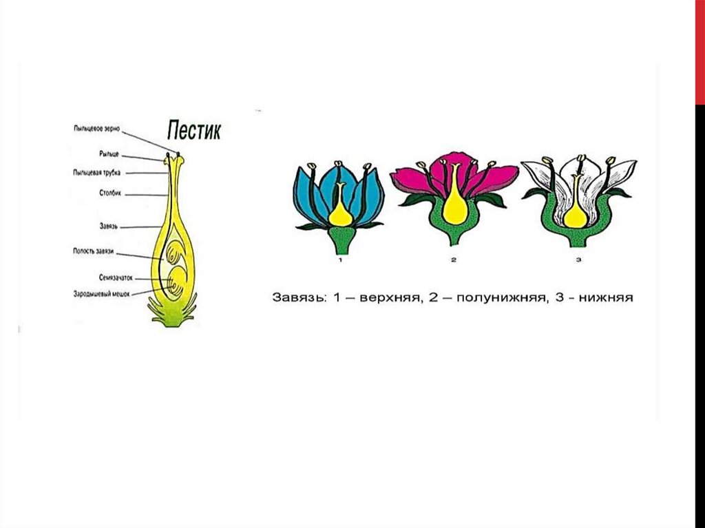 Схема пестика и тычинки