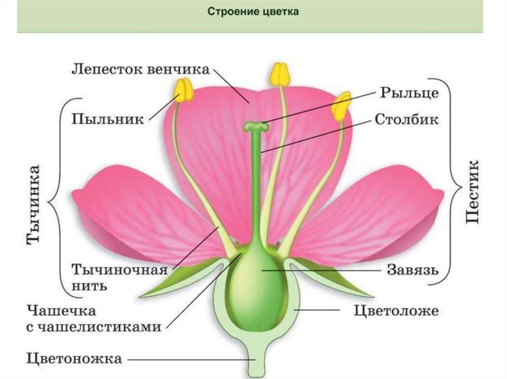 Части пестика цветка