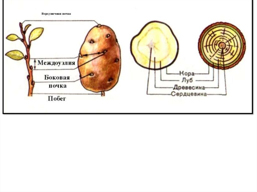 У картофеля образуются укороченные подземные побеги округлой. Видоизменение побега клубень строение. Клубень подземный побег строение. Видоизменения побегов клубень картофеля. Видоизменение побегов луковица строение.
