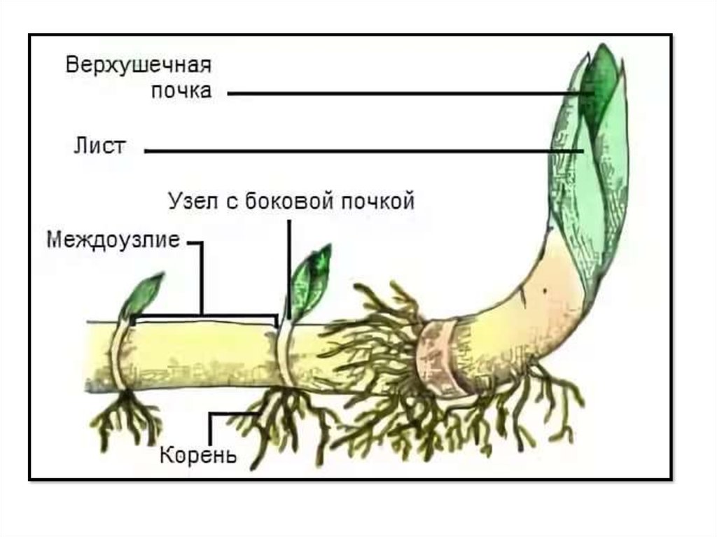 Корневище рисунок с подписями