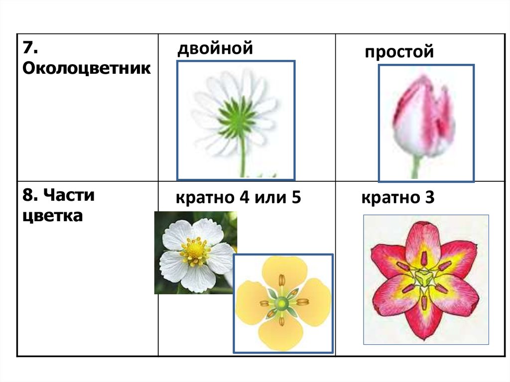 Растения биология 10 класс