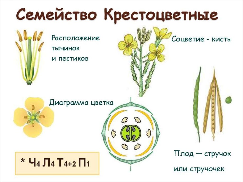 Пастушья сумка диаграмма цветка