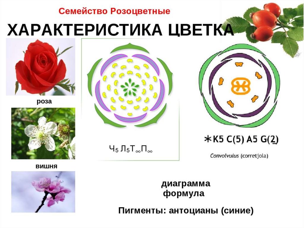 Проект по биологии разноцветные