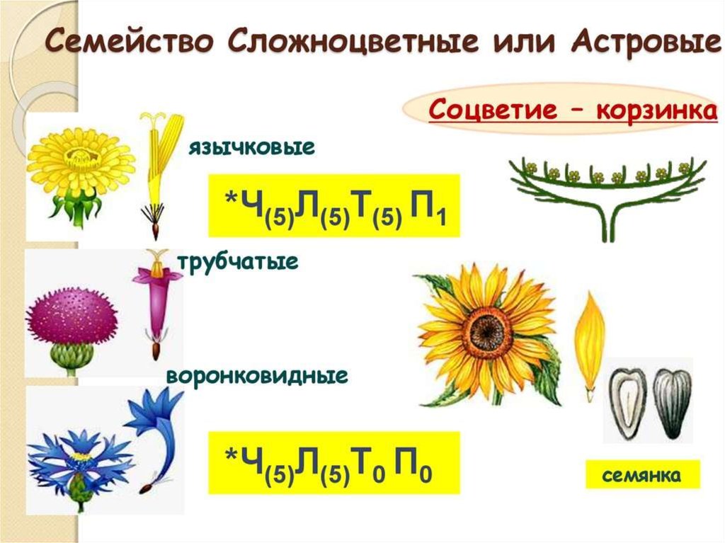 Схема семейства сложноцветных