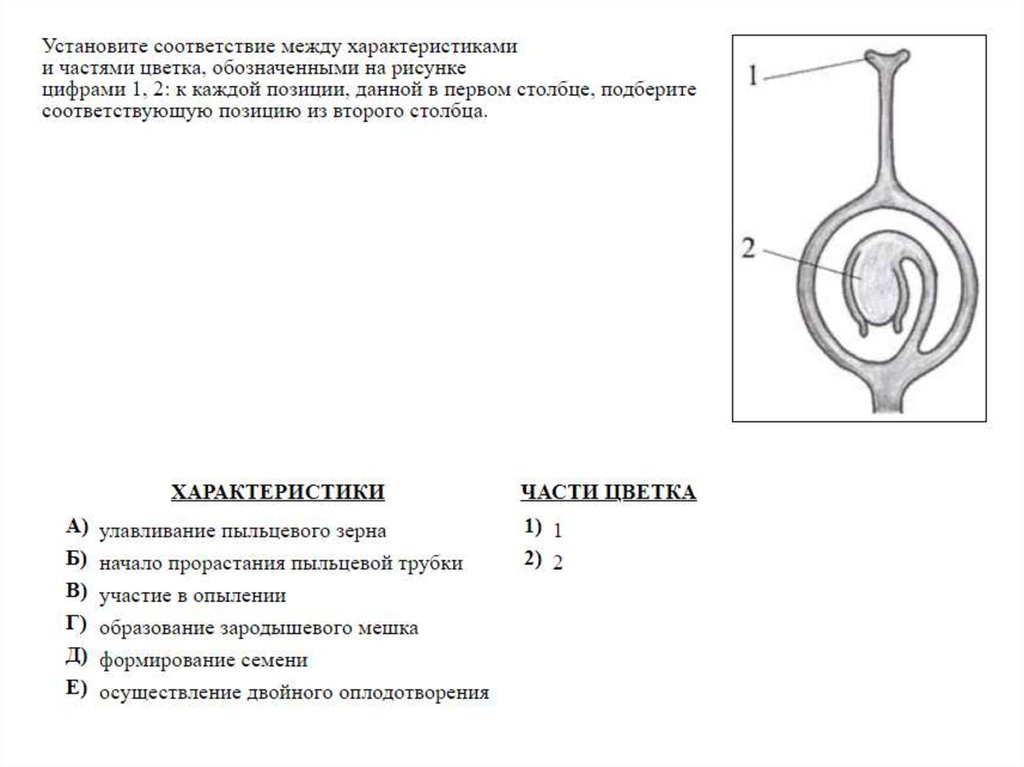 Установите соответствие между характеристиками и типами плодов. Установите соответствие между характеристиками и классами животных.