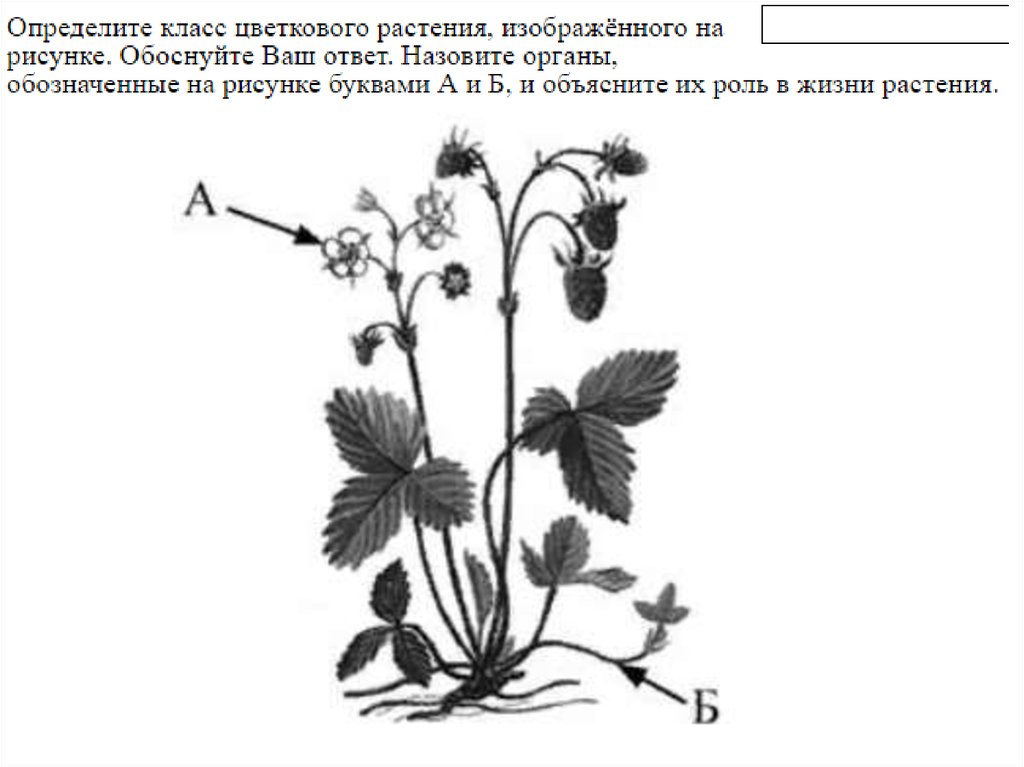 На рисунке 1 изображено растение и внутреннее. Определите класс цветкового растения. Земляника ЕГЭ. Земляника растение нарисовать. Земляника рисунок ЕГЭ.