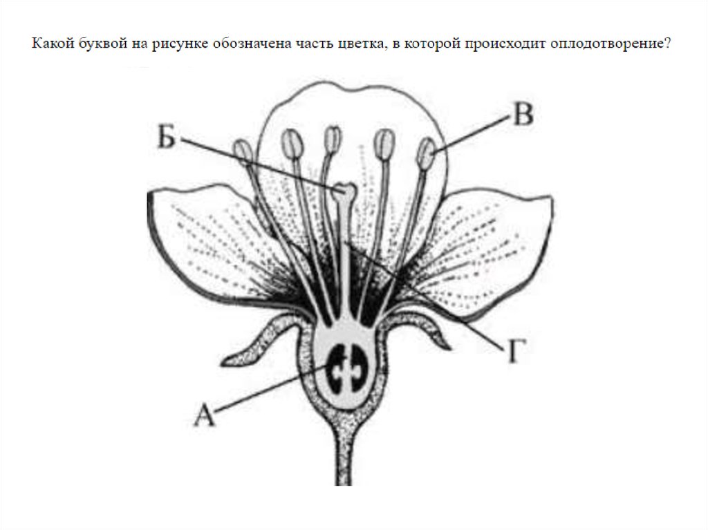 Какие органы растений изображены на рисунке буквами а б в