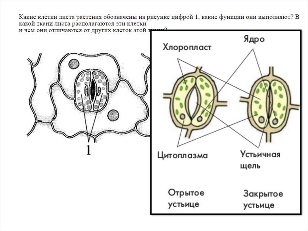 Какие органы растений обозначены на рисунке буквами. Каркас растений биология 10 класс. Факультатив по биологии картинки. Факультатив по биологии. Какой буквозой обозначены зародешевая почк.