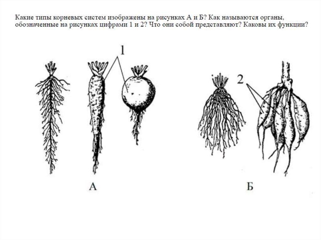 Как называется изображенный на рисунке. Корневая система. Изображена корневая система. Тип корневой системы а и б. Типы корневых систем.