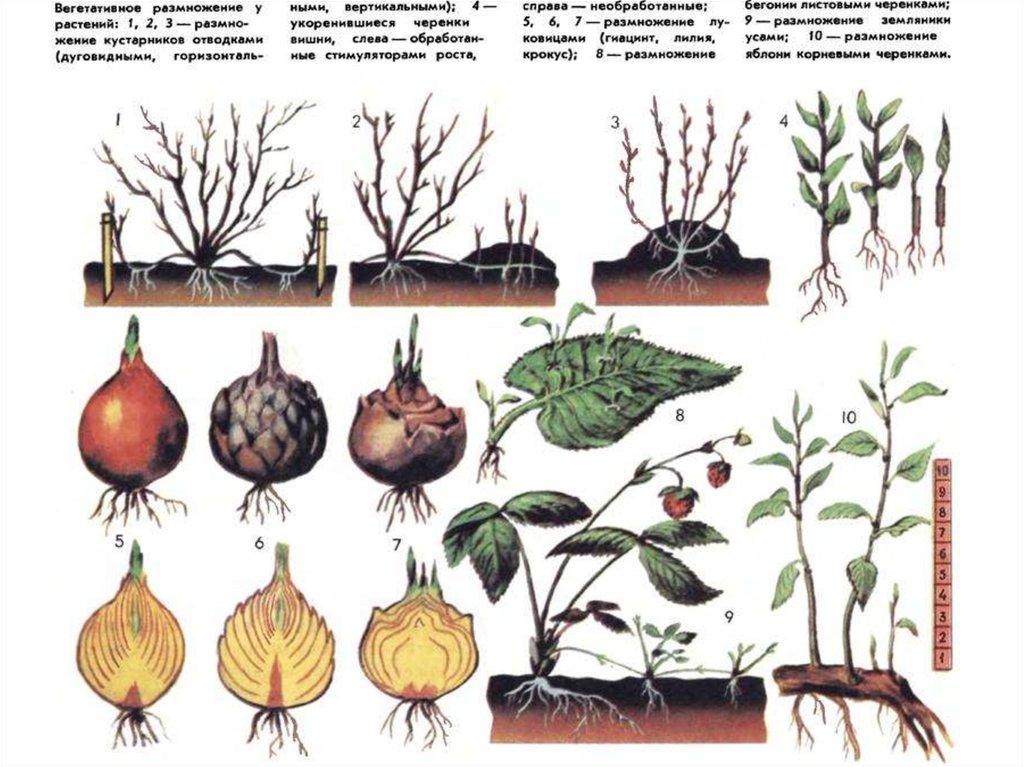 Растения размножающиеся вегетативным путем