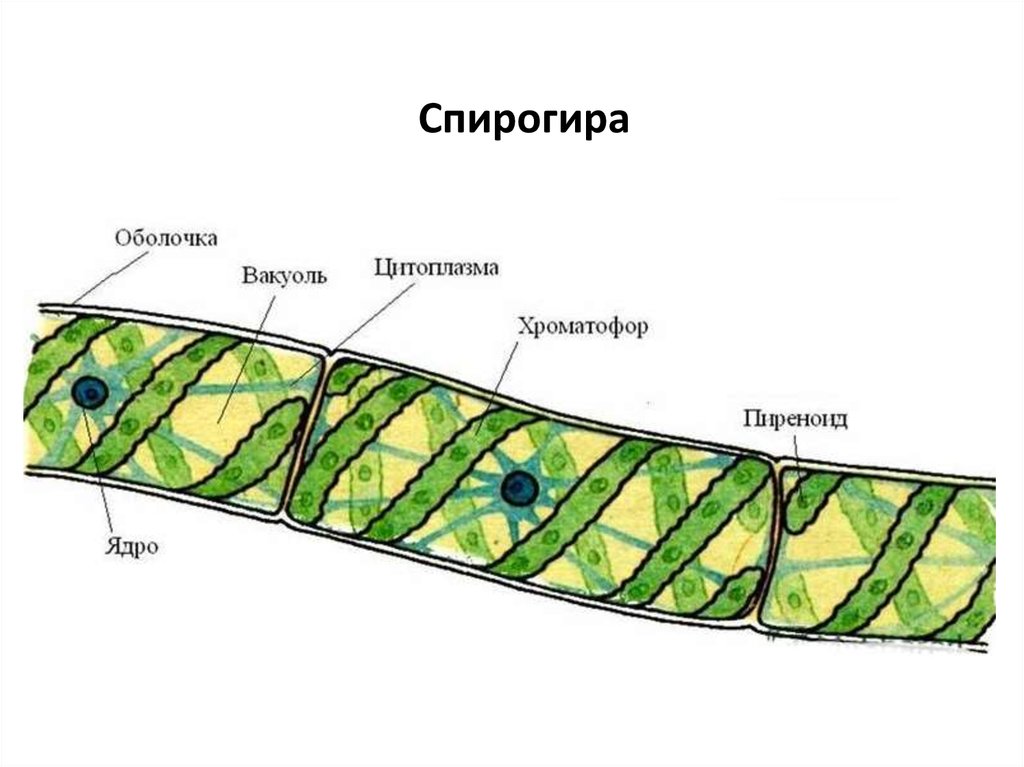 К какому относится спирогира. Зеленые водоросли спирогира. Спирогира водоросль строение. Многоклеточные зеленые водоросли спирогира. Многоклеточная нитчатая зелёная водоросль спирогира.