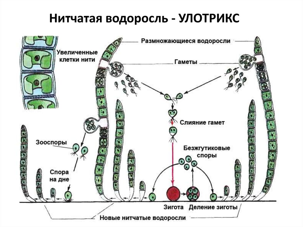 Водоросли хромосомы. Цикл водоросли улотрикс. Схема размножения улотрикса. Жизненный цикл водорослей схема. Размножение водоросли улотриксы.