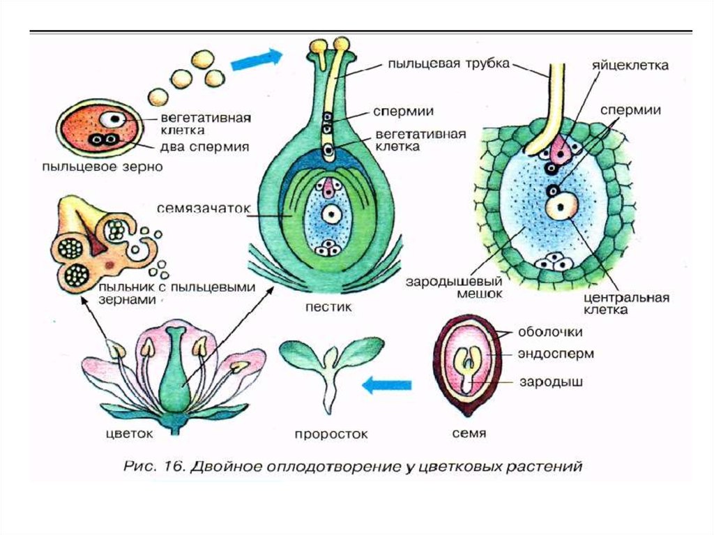 Проникновение спермиев в зародышевый мешок перенос пыльцы