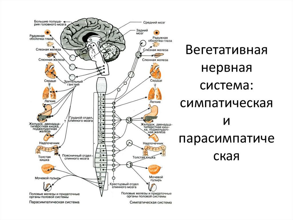 Нервный отдел и функции парасимпатической. Центры парасимпатической вегетативной нервной системы. Вегетативная нервная система схема спинного мозга. Нервная система человека схема симпатическая и парасимпатическая. Вегетативная автономная нервная система функции.