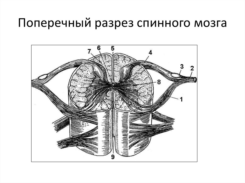 Поперечный разрез нерва рисунок