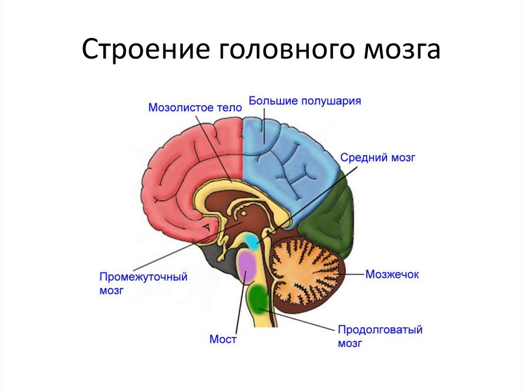 Картинка строение головного мозга человека