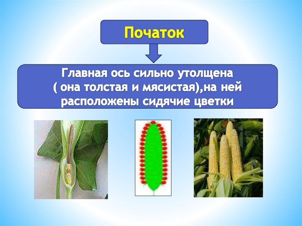 Кукуруза название соцветия. Початок биология 6 класс. Соцветие початок. Простые соцветия початок. Цветы с соцветием початок.