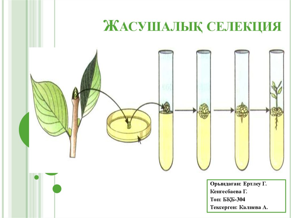 Селекция и биотехнология презентация