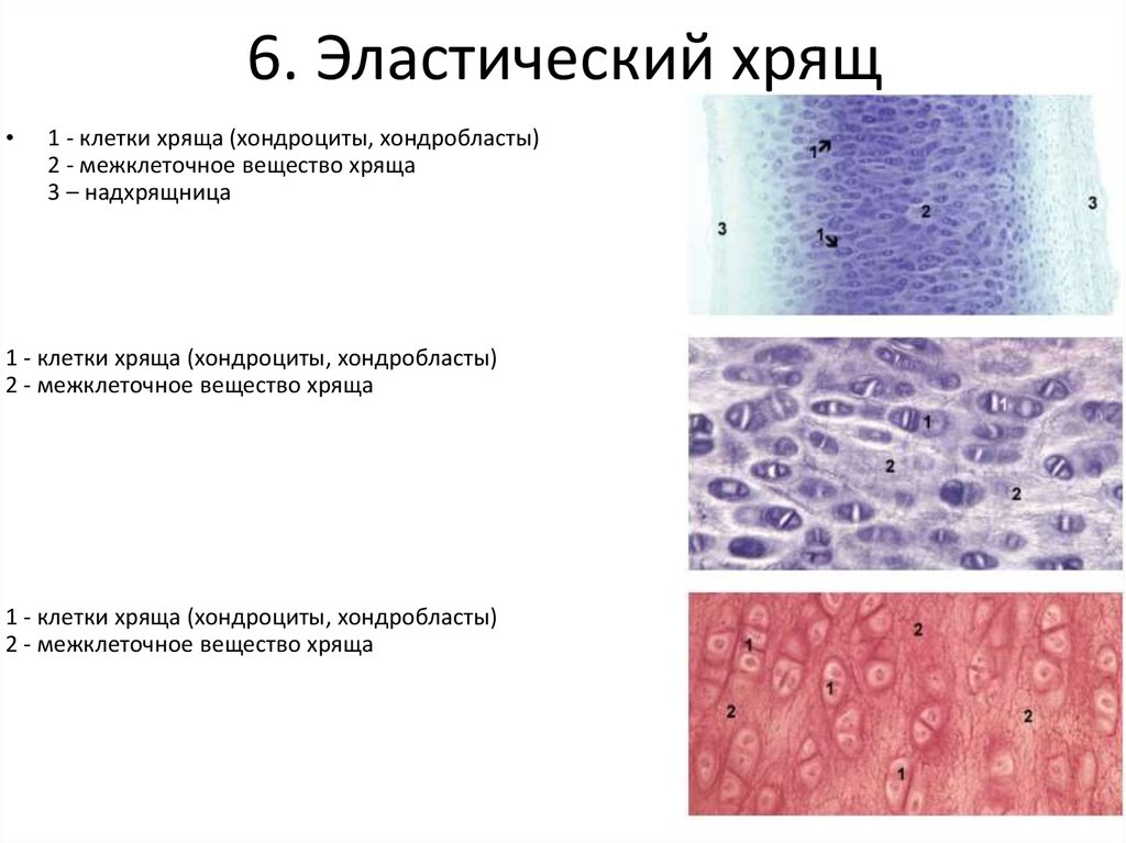 Эластический хрящ гистология рисунок