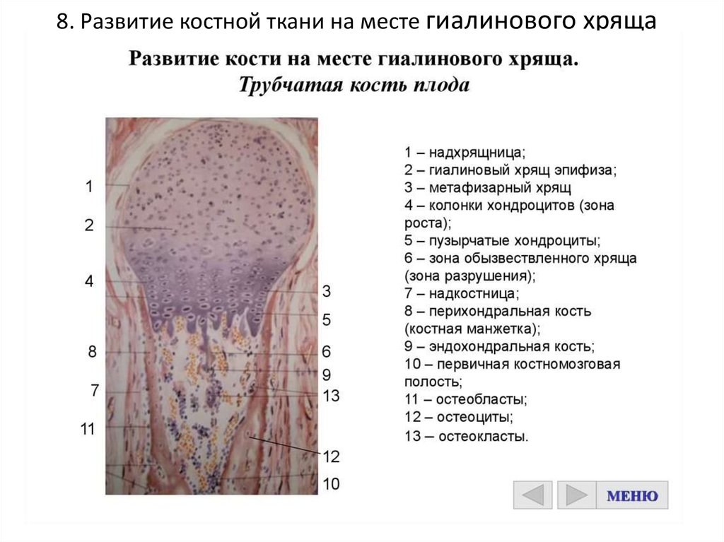 Ткань плода. Развитие кости на месте гиалинового хряща препарат гистология. Развитие кости на месте гиалинового хряща непрямой остеогенез. Развитие кости на месте хряща трубчатая кость зародыша. Непрямой остеогенез (развитие трубчатой кости) препарат.