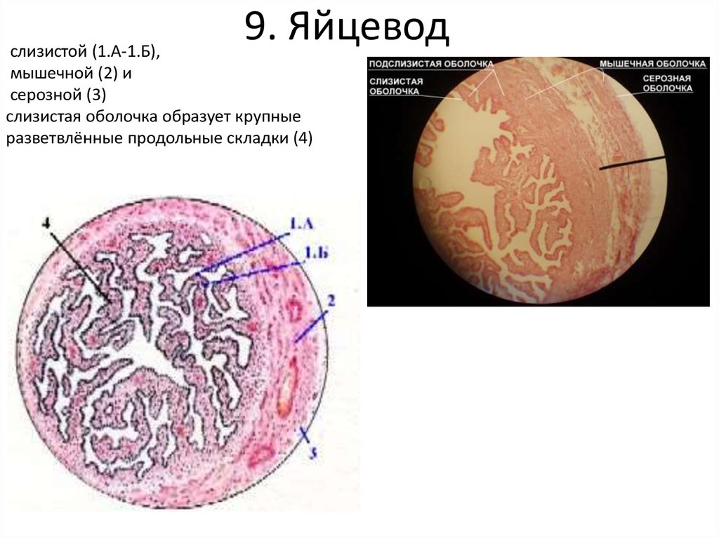 Яйцевод