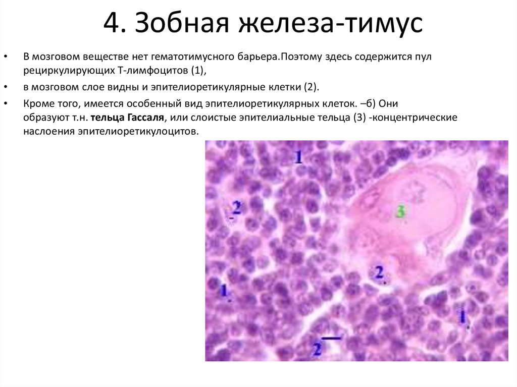 Препарат тимус гистология рисунок с подписями