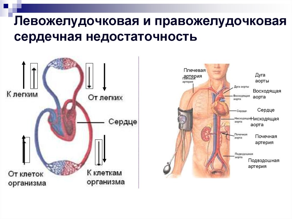 Симптомы недостаточности кровообращения