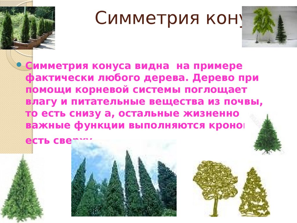 Симметрия конуса. Симметрия конуса в природе. Симметрия конуса у деревьев. Симметричное мир дерева.