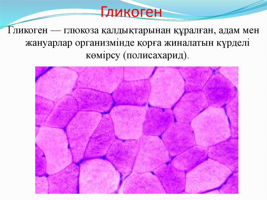 Что такое гликоген в биологии. Гликоген в мышцах. В клетках накапливается гликоген. Глыбки гликогена в мышечных волокнах. Гликоген дегеніміз не.