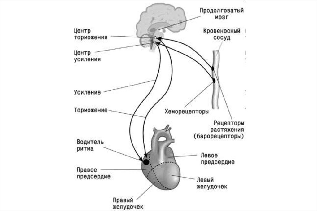 Продолговатый мозг нервные центры регуляции. Центр регуляции сердечно сосудистой системы находится в. Гомеостатическая регуляция сердечной деятельности. Схема регуляции сердечной деятельности. Сердечно сосудистый центр в продолговатом мозге схема.