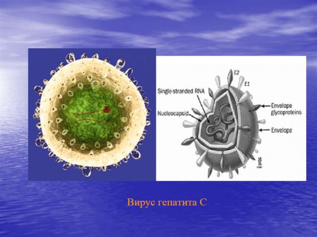 Вирус гепатита С