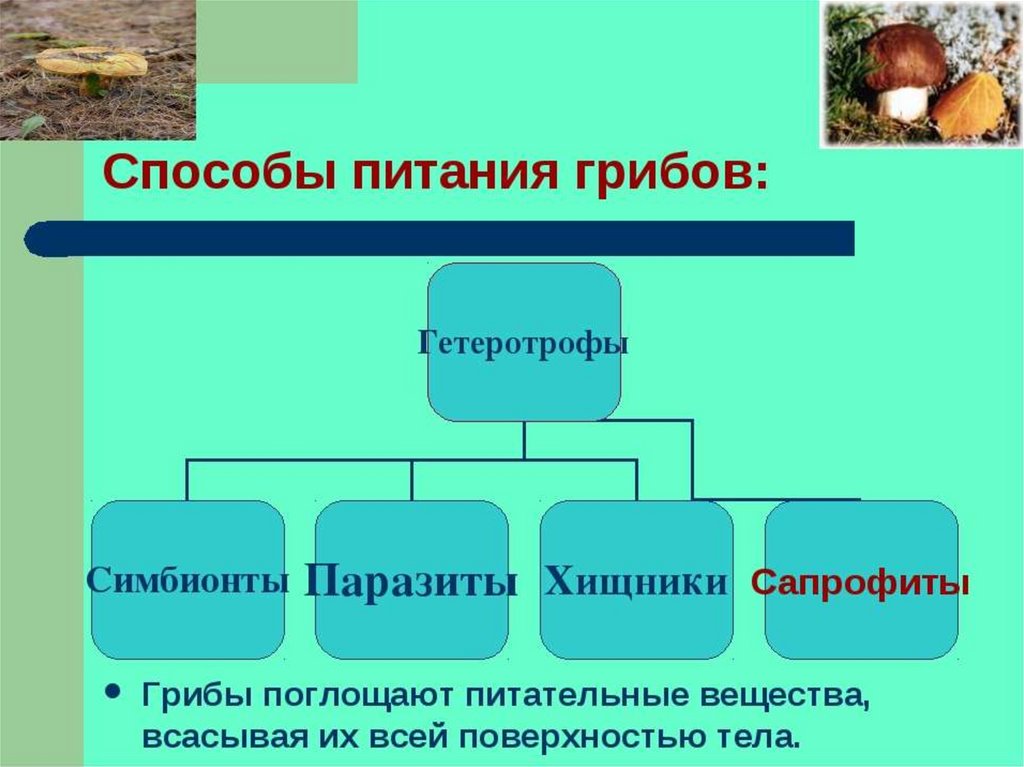 Питание грибов 5 класс биология презентация