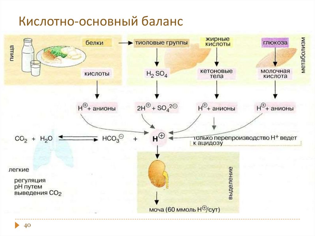 Кислотно основная система