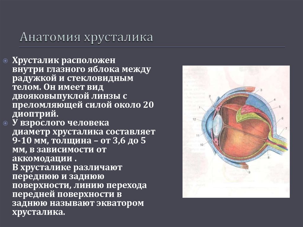 Принцип работы хрусталика 8 класс биология. Анатомия хрусталика офтальмология. Хрусталик глаза анатомия. Хрусталик глаза строение и функции. Анатомическое строение хрусталика.