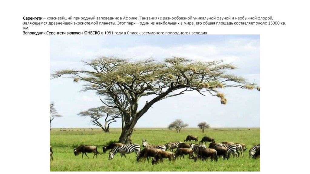 Серенгети – красивейший природный заповедник в Африке (Танзания) с разнообразной уникальной фауной и необычной флорой,