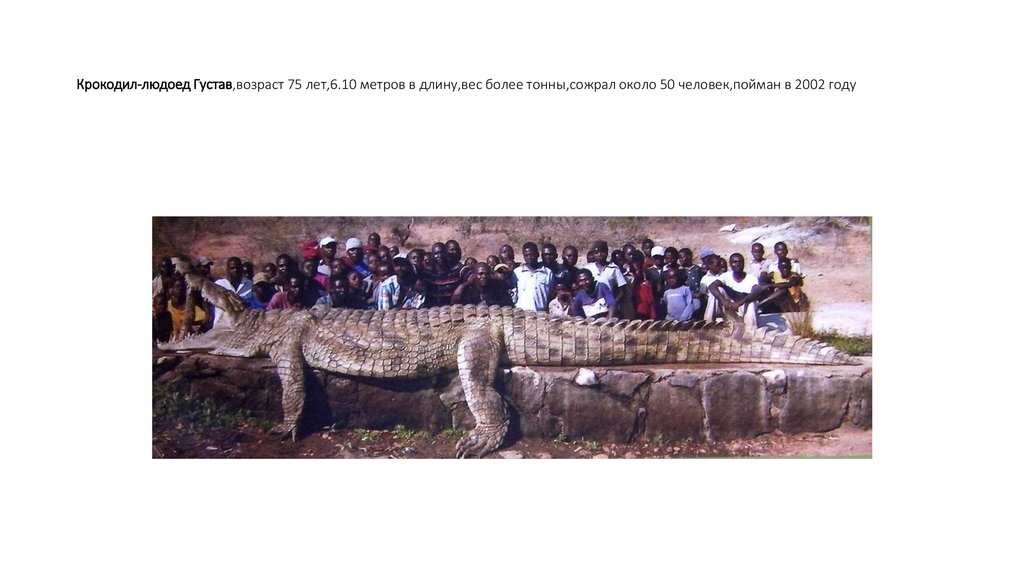 Крокодил-людоед Густав,возраст 75 лет,6.10 метров в длину,вес более тонны,сожрал около 50 человек,пойман в 2002 году 