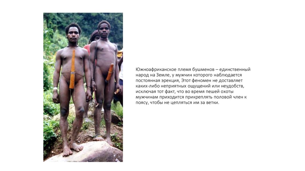 Южноафриканское племя бушменов – единственный народ на Земле, у мужчин которого наблюдается постоянная эрекция, Этот феномен не