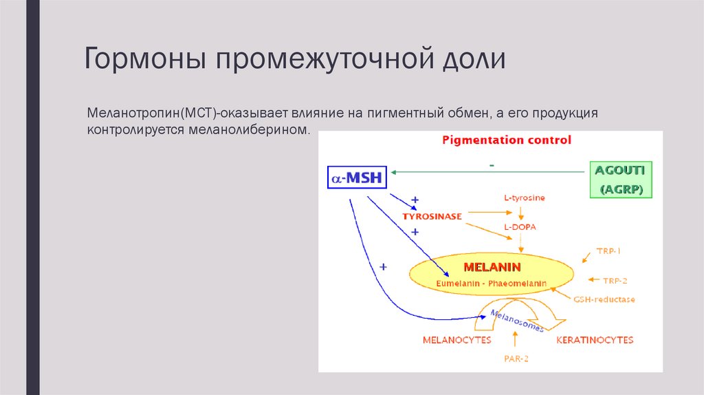 Гипоталамус гормон роста биосинтез белка рост организма схема