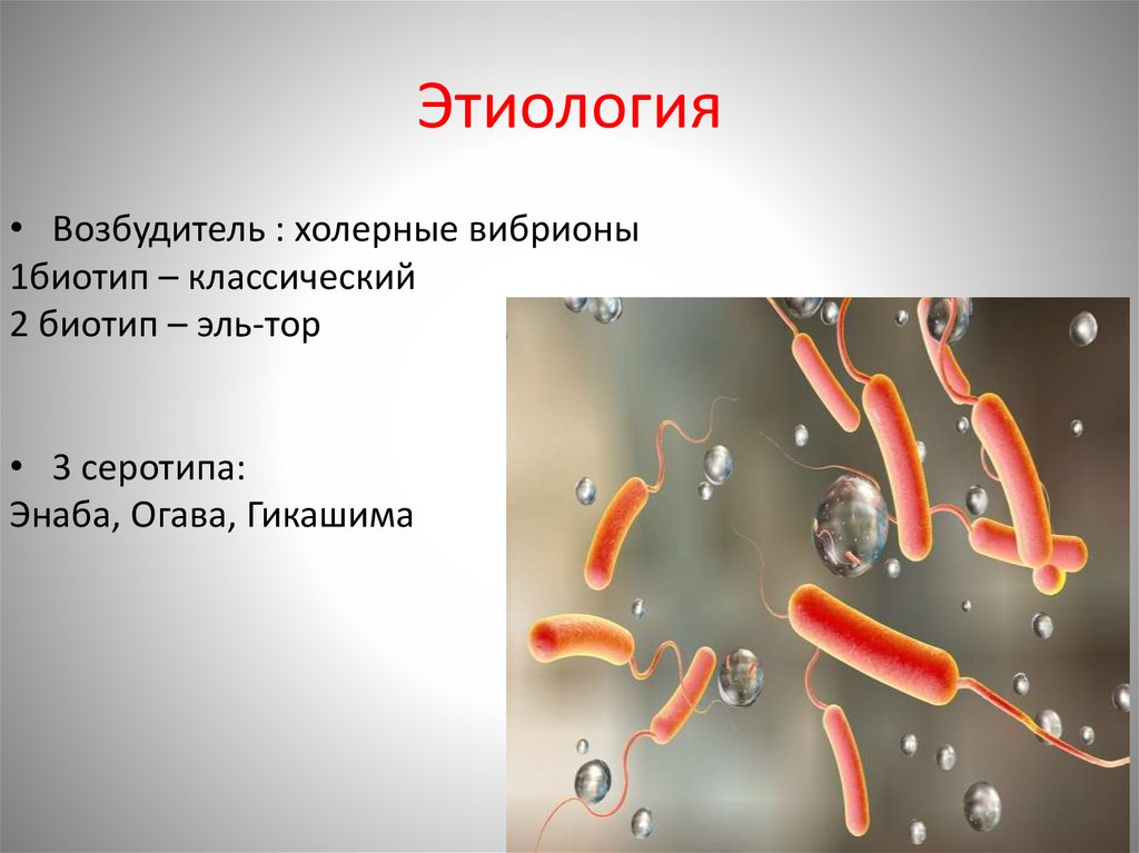 Холера тип. Холерный вибрион этиология. Возбудитель холеры бациллы. Холерный вибрион болезни. Vibrio cholerae этиология.