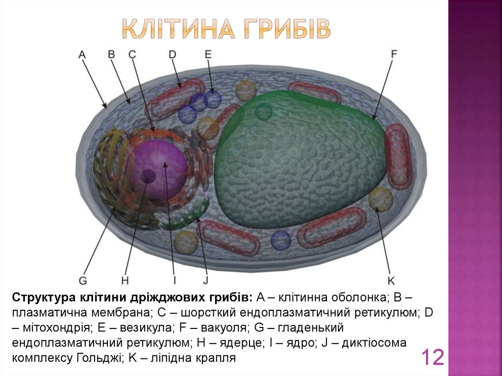 Клітина грибів