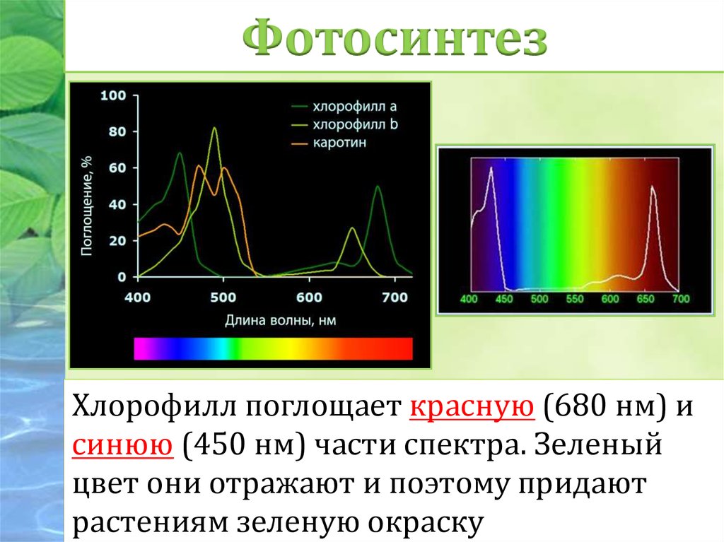Спектр поглощения пигмента хлорофилла. Область спектра поглощения хлорофилла. Спектры поглощения хлорофиллов a и b. Спектр солнечного излучения для фотосинтеза. Хлорофиллы поглощают свет