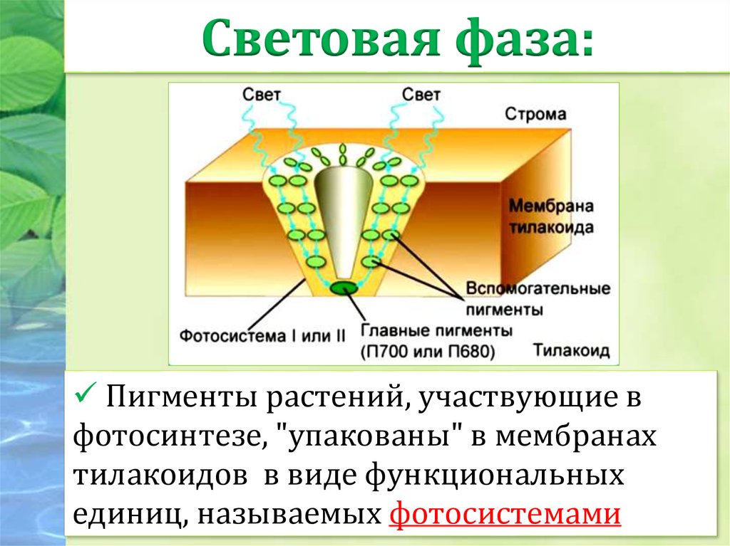 Пигменты фотосинтеза в хроматофоре. Световая фаза растений. Фотосистемы фотосинтеза. Световая стадия фотосинтеза. Пигменты световой фазы фотосинтеза.