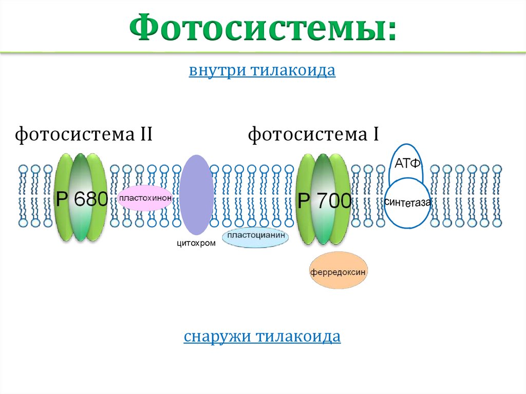 Фотосистемы. Фотосистема 1 и 2 фотосинтез. Фотосистемы биология. Фотосистема это в биологии.