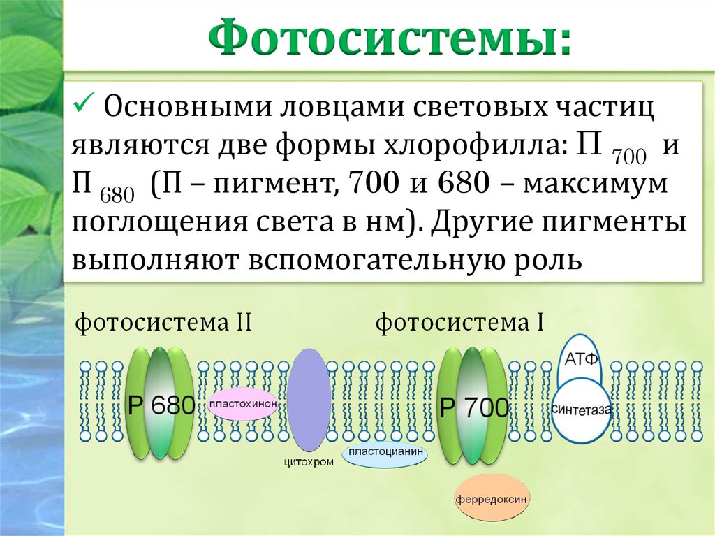 Установите последовательность процессов фотосинтеза запишите. Фотосистема 1 и фотосистема 2. Фотосистемы фотосинтеза. Хлорофилл. Строение. Фотосистемы. Фотосистема 1 и 2 фотосинтез.