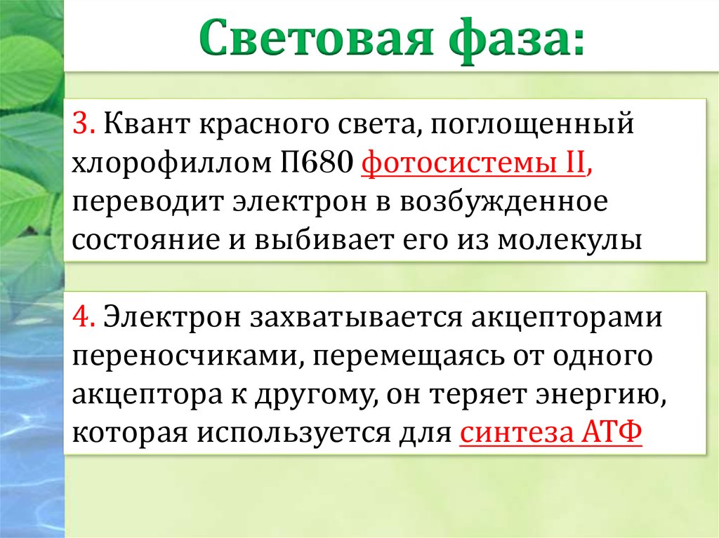 Нарушение темновой адаптации. П680 фотосинтез. Электрон перевод с греческого. Фотосистема гелиобактерий.