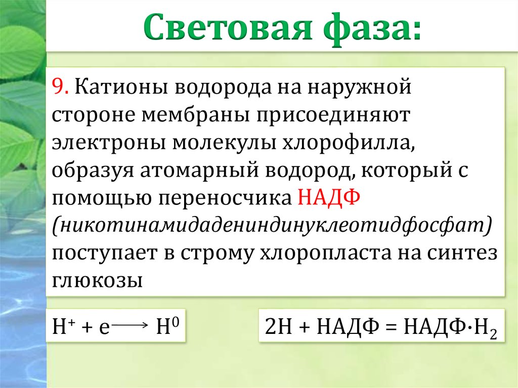 Присоединяет электроны. Глюкоза синтезируется в хлоропластах. Какую роль играют электроны молекул хлорофилла в фотосинтезе?.